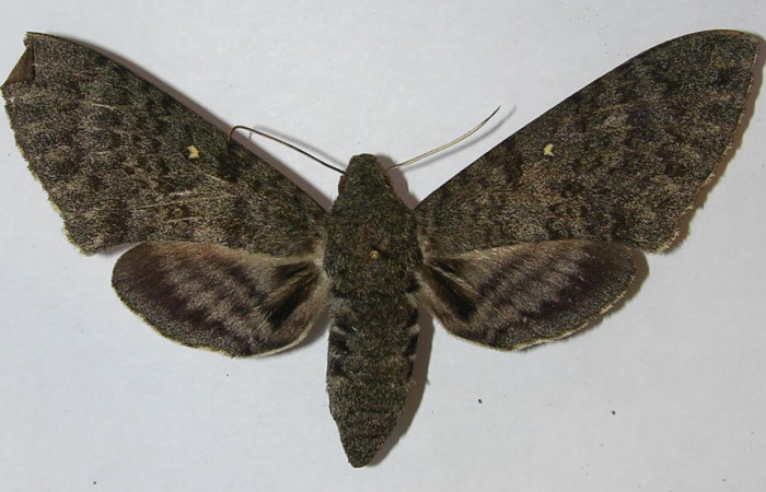 Figura. 18 Adulto  <i>Manduca muscosa</i></i>, (Sphingidae), posición vista dorsal. (10-SRNP-12976-DHJ543740).