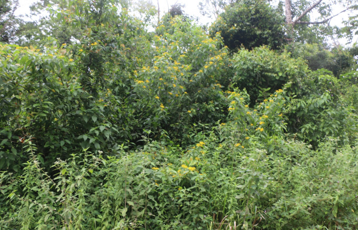 Figura. 1 Habitad <i>Lasianthaea fruticosa</i></i>, (Asteraceae). Area de Conservación Guanacaste, Sector Rincón Rain Forest, Estación Leiva, Sendero Selva, (elevación 491 metros), colectada el 5  noviembre 2021. Foto. Jorge Hernández.
