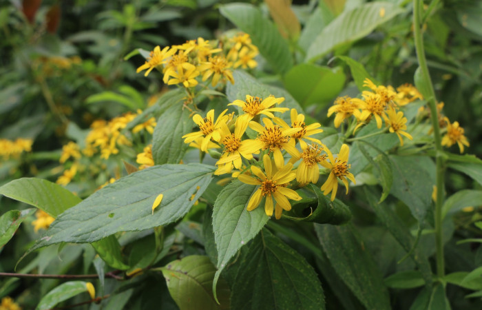 Figura. 2 Habitad <i>Lasianthaea fruticosa</i></i>, (Asteraceae). Area de Conservación Guanacaste, Sector Rincón Rain Forest, Estación Leiva, Sendero Selva, (elevación 491 metros), colectada el 5  noviembre 2021. Foto. Jorge Hernández.
