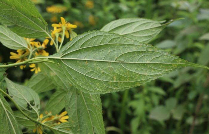 Figura. 3 Hoja envés <i>Lasianthaea fruticosa</i></i>, (Asteraceae). Area de Conservación Guanacaste, Sector Rincón Rain Forest, Estación Leiva, Sendero Selva, (elevación 491 metros), colectada el 5  noviembre 2021. Foto, Jorge Hernández.
