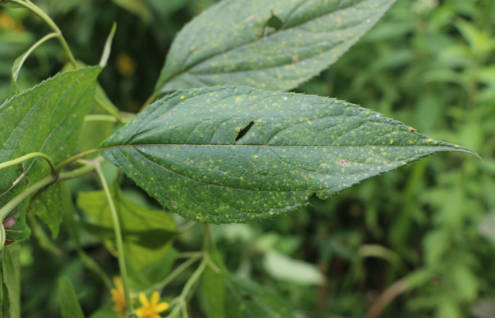 Figura. 4 Hoja haz <i>Lasianthaea fruticosa</i></i>, (Asteraceae). Area de Conservación Guanacaste, Sector Rincón Rain Forest, Estación Leiva, Sendero Selva, (elevación 491 metros), colectada el 5  noviembre 2021. Foto, Jorge Hernández.