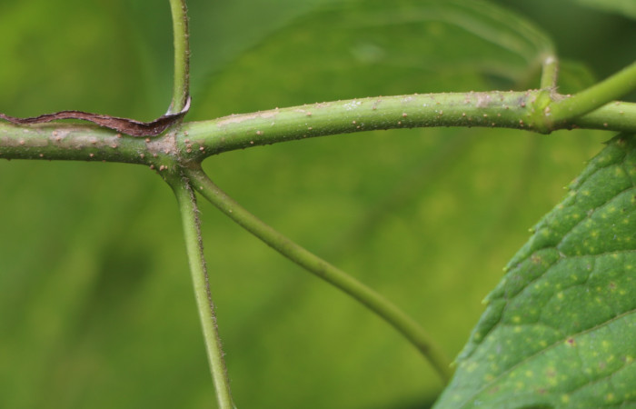 Figura. 5 Tallo <i>Lasianthaea fruticosa</i></i>, (Asteraceae). Area de Conservación Guanacaste, Sector Rincón Rain Forest, Estación Leiva, Sendero Selva, (elevación 491 metros), colectada el 5  noviembre 2021. Foto. Jorge Hernández
