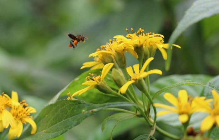Figura. 6 Inflorescencia  vista lateral <i>Lasianthaea fruticosa</i></i>, (Asteraceae) y su agente polinizador. Area de Conservación Guanacaste, Sector Rincón Rain Forest, Estación Leiva, Sendero Selva, (elevación 491 metros), colectada el 5 noviembre 2021. Foto. Jorge Hernández.