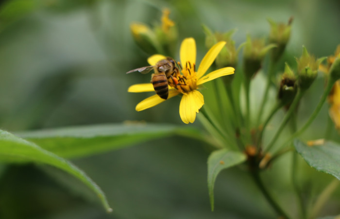 Figura. 7 Inflorescencia lateral,   <i>Lasianthaea fruticosa</i></i>, (Asteraceae), polinizada por una avispa. Area de Conservación Guanacaste, Sector Rincón Rain Forest, Estación Leiva, Sendero Selva, (elevación 491 metros), colectada el 5 noviembre 2021. Foto. Jorge Hernández.
