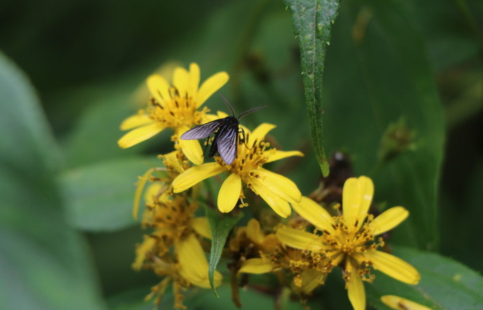 Figura. 8 Inflorescencia vista de frente,  <i>Lasianthaea fruticosa</i></i>, (Asteraceae), polinizada por una avispa. Area de Conservación Guanacaste, Sector Rincón Rain Forest, Estación Leiva, Sendero Selva, (elevación 491 metros), colectada el 5 noviembre 2021. Foto. Jorge Hernández.