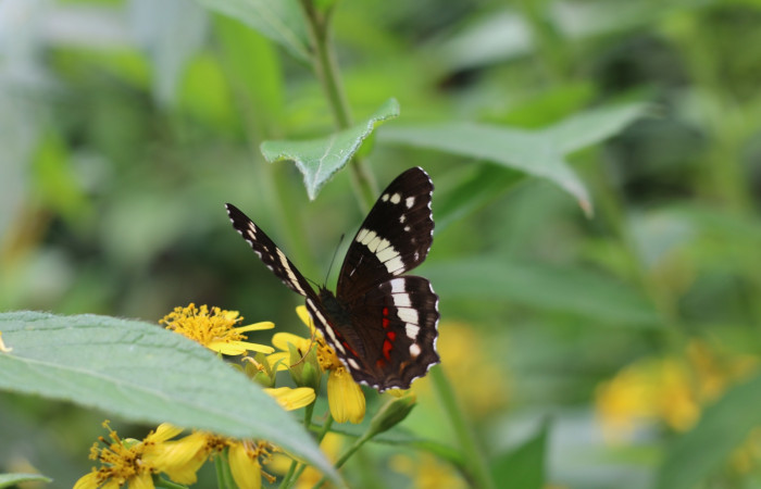 Figura. 9 Inflorescencia vista de frente,  <i>Lasianthaea fruticosa</i></i>, (Asteraceae), polinizada por una mariposa. Area de Conservación Guanacaste, Sector Rincón Rain Forest, Estación Leiva, Sendero Selva, (elevación 491 metros), colectada el 5 noviembre 2021. Foto. Jorge Hernández.