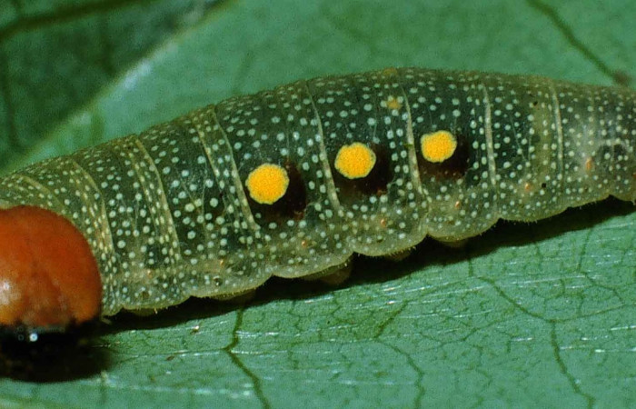 Figura 10. Lateral entero <i>Venada cacao</i></i>, (Hesperiidae), en la planta <i>Persea americana</i></i>  (introducido),(Lauraceae). Sector Cacao, Sendero Derrumbe, (elevación 1220 metros). Colectada 26 abril 1999. (99-SRNP-552-DHJ50174.jpg).