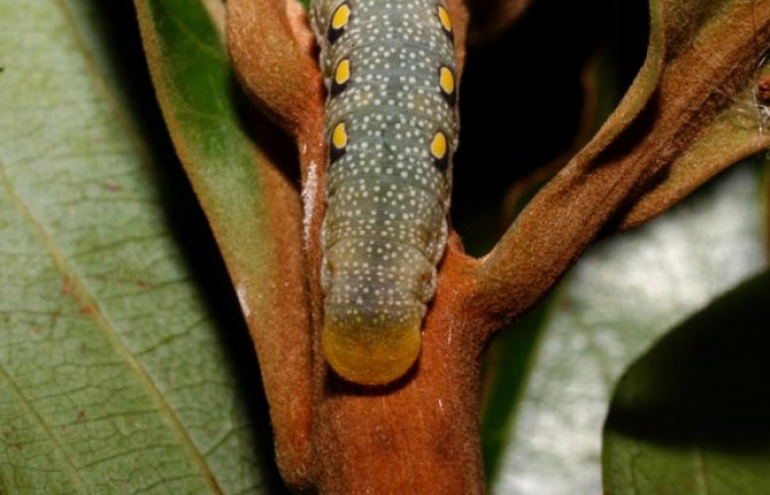 Figura 11. Parte posterior <i>Venada cacao</i></i>, (Hesperiidae), en la planta <i>Ocotea hartshorniana</i></i> (Lauraceae). Sector Cacao, Naranjales, (elevación 1030 metros). Colectada 6 mayo 2011. (11-SRNP-35330-DHJ496897.jpg).