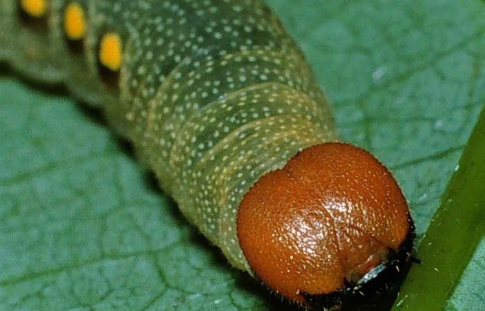 Figura 12. Cabeza<i>Venada cacao</i></i>, (Hesperiidae), en la planta <i>Persea americana</i></i>  (introducido) (Lauraceae). Sector Cacao, Sendero Derrumbe, (elevación 1220 metros. Colectada 26 abril 1999. (99-SRNP-552-DHJ50170.jpg).