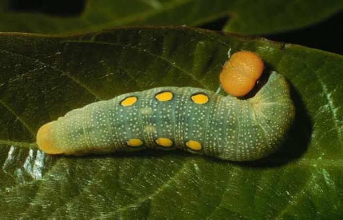 Figura 13. Dorsal entero <i>Venada cacao</i></i>, (Hesperiidae), en la planta <i>Persea americana</i></i> (introducido), (Lauraceae). Sector Cacao, Estación Cacao, (elevación 1150 metros). Colectada 2 agosto 2002. (02-SRNP-23364-DHJ69297.jpg).