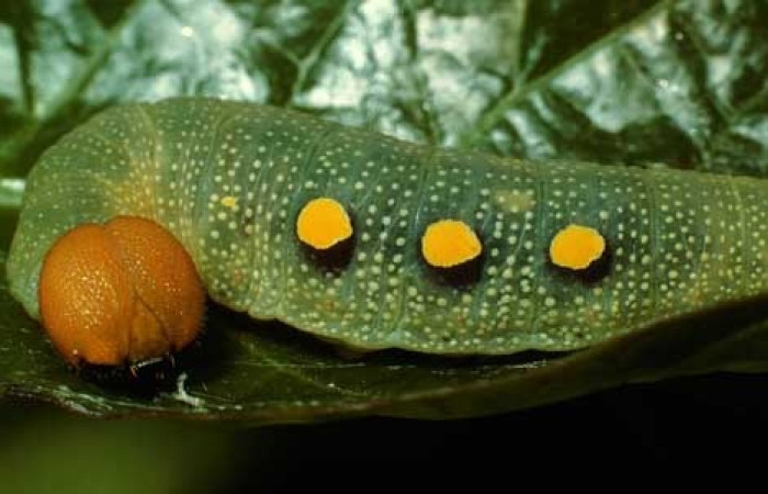 Figura 14. Lateral central <i>Venada cacao</i></i>, (Hesperiidae), en la planta <i>Persea americana</i></i> (introducido), (Lauraceae). Sector Cacao, Estación Cacao, (elevación 1150 metros). Colectada 2 agosto 2002. (02-SRNP-23364-DHJ69299.jpg).