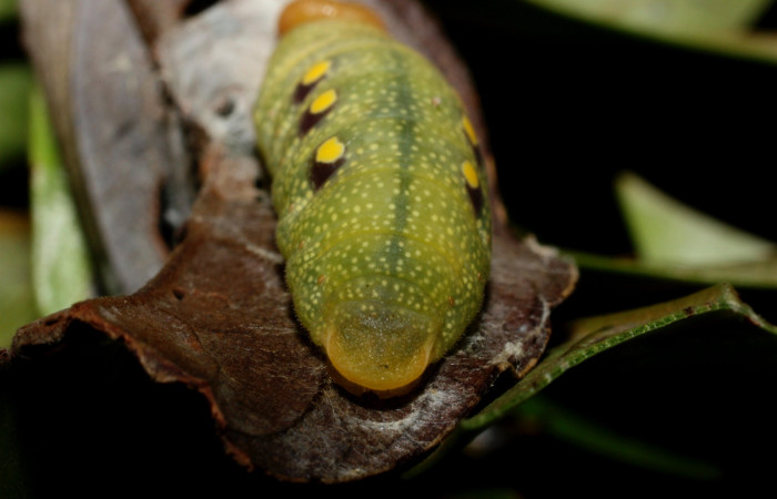 Figura 15. Parte posterior <i>Venada cacao</i></i>, (Hesperiidae), en la planta <i>Persea americana</i></i> (introducido), (Lauraceae). Sector Cacao, Naranjales, (elevación 1030 metros). Colectada 2 agosto 2002. (11-SRNP-35330-DHJ496912.jpg).