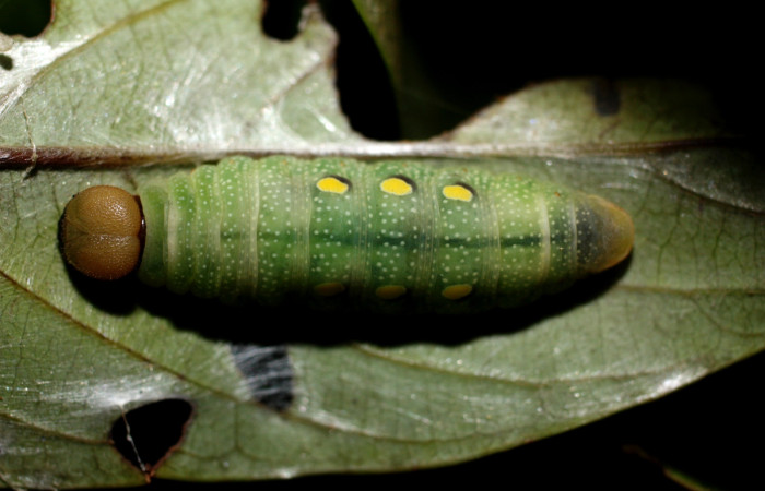 Figura 16. Prepupa <i>Venada cacao</i></i>, (Hesperiidae), en la planta [iOcotea hartshorniana</i> (Lauraceae). Sector Cacao, Naranjales, (elevación 1030 metros). Colectada 2 agosto 2002. (11-SRNP-35373-DHJ497006.jpg).