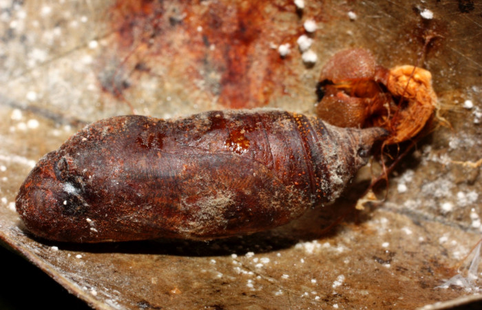 Figura 17. Pupa <i>Venada cacao</i></i>, (Hesperiidae), dorsal entero. Sector Cacao Naranjales, (elevación 1030 metros). Colectada  20 mayo 2011. (11-SRNP-35373-DHJ497012.jpg).