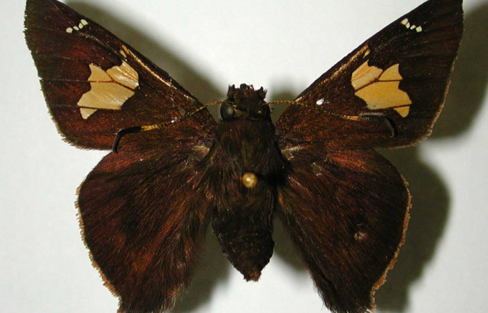 Figura 18. Adulto <i>Venada cacao</i></i> (Hesperiidae), posición vista dorsal (macho). (01-SRNP-6880-DHJ33084).