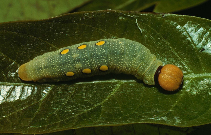 Figura 19. Dorsal entero <i>Venada cacao</i></i>, (Hesperiidae), en la planta <i>Persea americana</i></i> (introducido) (Lauraceae). Sector Cacao, Estación Cacao, (elevación 1150 metros). Colectada 2 agosto 2002. (02-SRNP-23364-DHJ69262.jpg).