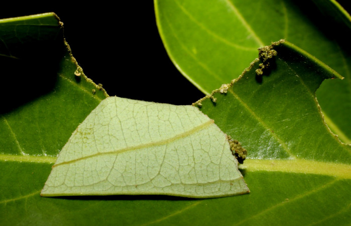 Figura 1. Casita de la larva <i>Venada cacao</i></i>, (Hesperiidae), en la planta <i>Ocotea hartshorniana</i></i> (Lauraceae). Sector Cacao, Naranjales, (elevación 1030 metros). Colectada 12 julio 2010. (10-SRNP-35080-DHJ472246.jpg).