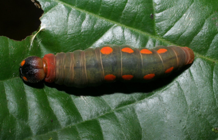 Figura 20. Dorsal entero <i>Venada daneva</i></i>, (Hesperiidae), en la planta <i>Persea schiedeana</i></i> (Lauraceae). Sector Pitilla, Sendero Mismo, (elevación 680 metros). Colectada 23 mayo 2008. (08-SRNP-31224-DHJ439907.jpg).