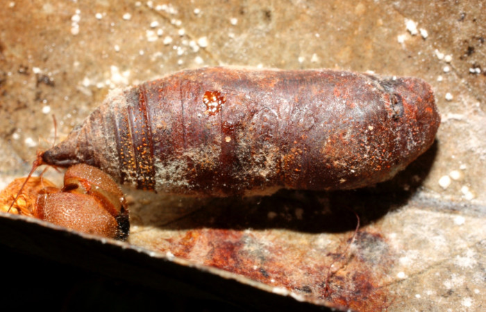 Figura 21. Pupa <i>Venada cacao</i></i>, (Hesperiidae), dorsal entero. (11-SRNP-35373-DHJ497015.jpg).