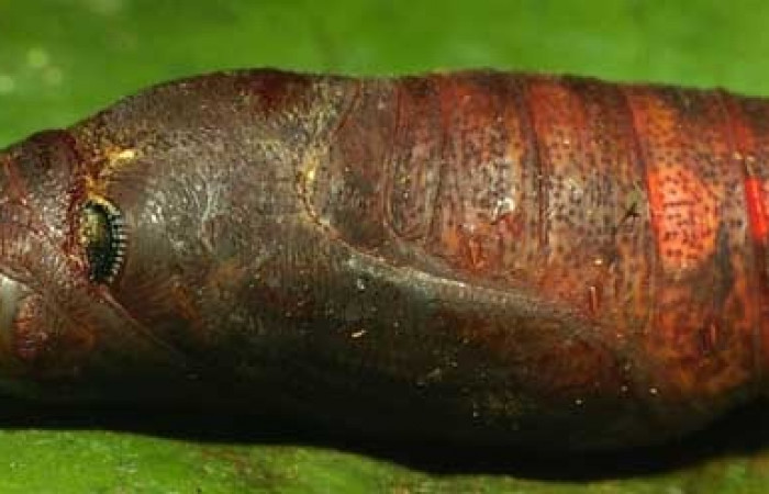 Figura 22. Pupa <i>Venada daneva</i></i>, (Hesperiidae), dorsal entero. (01-SRNP-2550-DHJ59002.jpg).