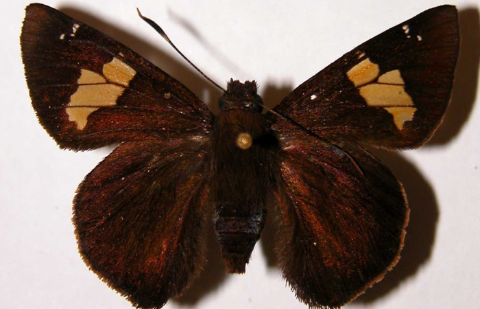 Figura 23. Adulto <i>Venada cacao</i></i> (Hesperiidae), posición vista dorsal (hembra). (02-SRNP-23362-DHJ33826).