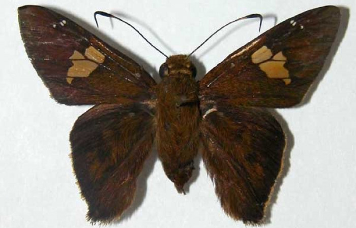 Figura 24. Adulto <i>Venada daneva</i></i> (Hesperiidae), posición vista dorsal (macho).(02-SRNP-20143-DHJ34666).