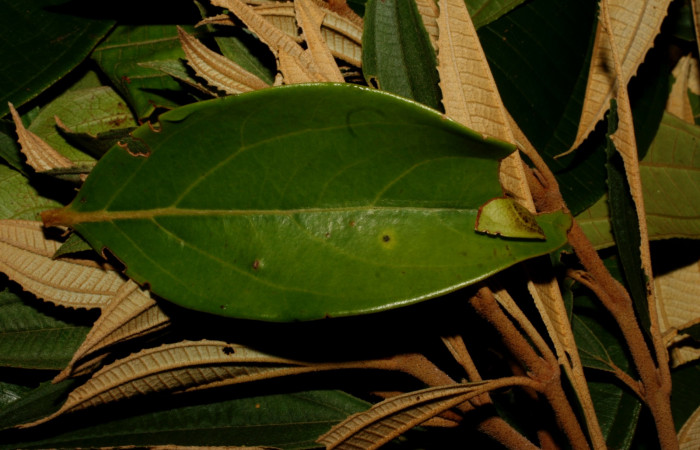 Figura 25. Capullo <i>Apanteles</i></i> Rodriguez79 (Braconidae), parásito <i>Venada cacao</i></i>, en la planta <i>Ocotea hartshorniana</i></i> (Lauraceae). (11-SRNP-35343-DHJ496970.jpg).