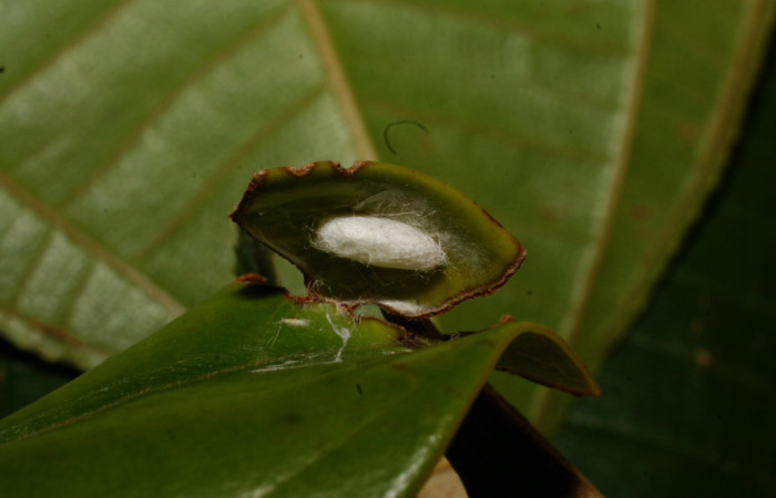 Figura 26. Capullo <i>Apanteles</i></i> Rodriguez79 (Braconidae),parásito en la larva <i>Venada cacao</i></i>, en la planta <i>Ocotea hartshorniana</i></i> (Lauraceae). (11-SRNP-35343-DHJ496971.jpg).