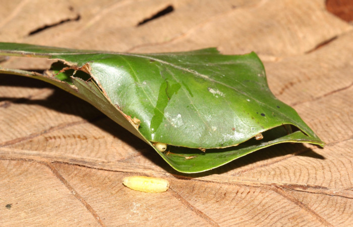 Figura 27. Pupario <i>Patelloa</i></i> xanthuraDHJ04 (Tachinidae) en prepupa, parásito en la larva <i>Venada daneva</i></i> en la planta <i>Beilschmiedia costaricensis</i></i> (Lauraceae). (17-SRNP-32378-DHJ740654.jpg).