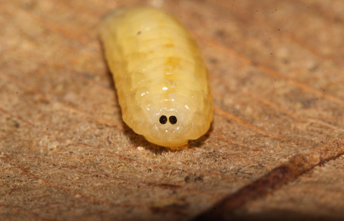 Figura 28. Prepupa de <i>Patelloa</i></i> xanthuraDHJ04 (Tachinidae), parásito en la larva <i>Venada daneva</i></i> en la planta <i>Beilschmiedia costaricensis</i></i>, (Lauraceae). (17-SRNP-32378-DHJ740665.jpg).