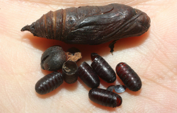 Figura 29. Puparios <i>Patelloa</i></i> xanthuraDHJ04 (Tachinidae), junto a restos de cabeza y pupa de la larva <i>Venada daneva</i></i>. (08-SRNP-2671-DHJ453191.jpg).