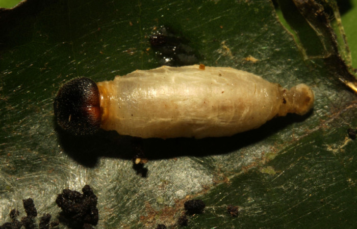 Figura 30. Capullo <i>Hyposoter</i></i> Janzen32 (Ichneumonidae), parásito en la larva <i>Venada daneva</i></i> en la planta <i>Persea schiedeana</i></i>, (Lauraceae). (16-SRNP-30539-DHJ729705.jpg).
