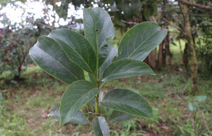 Figura 31. Planta hospedera de larva <i> Venada daneva</i></i> (Hesperiidae), <i> Persea americana</i></i> introducido, (Lauraceae). Foto Ana Córdoba. 9 noviembre 2021.