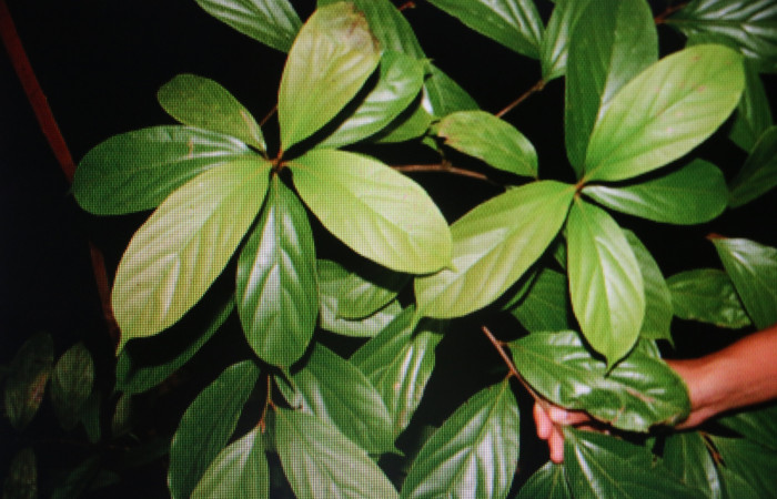 Figura 32. Planta hospedera de larva <i> Venada daneva</i></i> (Hesperiidae), <i>Ocotea mollifolia</i></i> (Lauraceae). Foto Jorge Hernández. 28 marzo 2011.