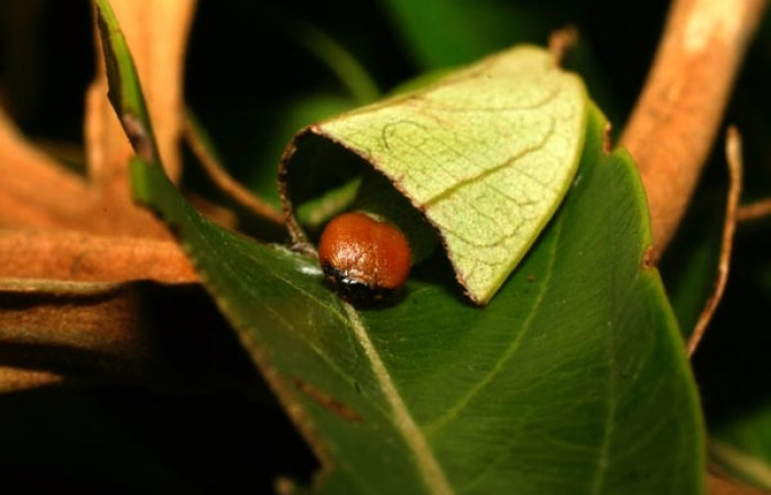 Figura 4. Casita de la larva <i>Venada cacao</i></i>, (Hesperiidae), en la planta <i>Ocotea hartshorniana</i></i> (Lauraceae). Sector Cacao, Naranjales, (elevación 1030 metros). Colectada 6 mayo 2011. (11-SRNP-35331-DHJ496923.jpg).