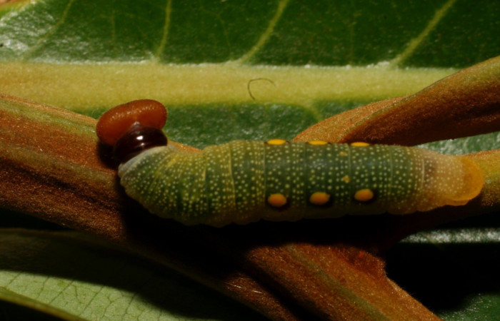 Figura 5. Dorsal entero <i>Venada cacao</i></i>, (Hesperiidae), en la planta <i>Ocotea hartshorniana</i></i> (Lauraceae). Sector Cacao, Naranjales, (elevación 1030 metros). Colectada 20 mayo 2011. (11-SRNP-35377-DHJ497044.jpg).