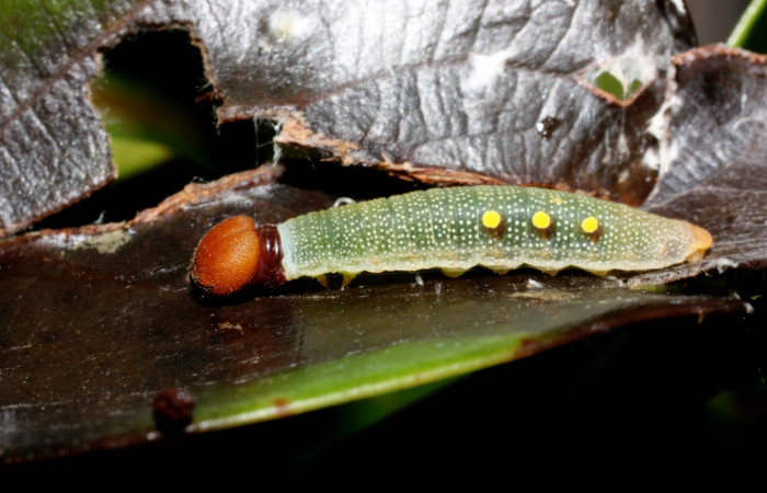 Figura 6. Lateral entero <i>Venada cacao</i></i>, (Hesperiidae), en la planta <i>Ocotea hartshorniana</i></i> (Lauraceae). Sector Cacao, Naranjales, (elevación 1030 metros). Colectada 16 mayo 2011. (11-SRNP-35344-DHJ496974.jpg).