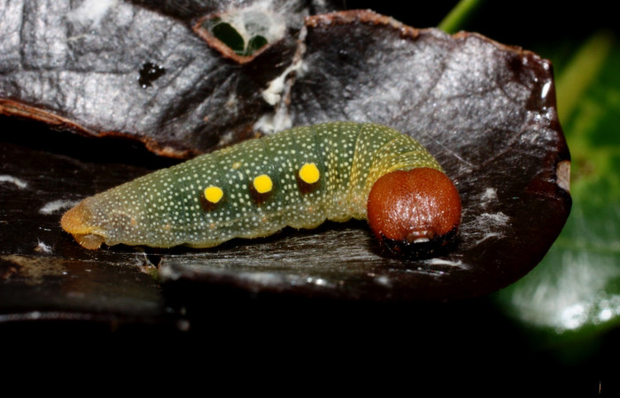 Figura 8. Cabeza <i>Venada cacao</i></i>, (Hesperiidae), en la planta <i>Ocotea hartshorniana</i></i> (Lauraceae). Sector Cacao, Naranjales, (elevación 1030 metros). Colectada 16 mayo 2011.(11-SRNP-35331-DHJ496924.jpg).