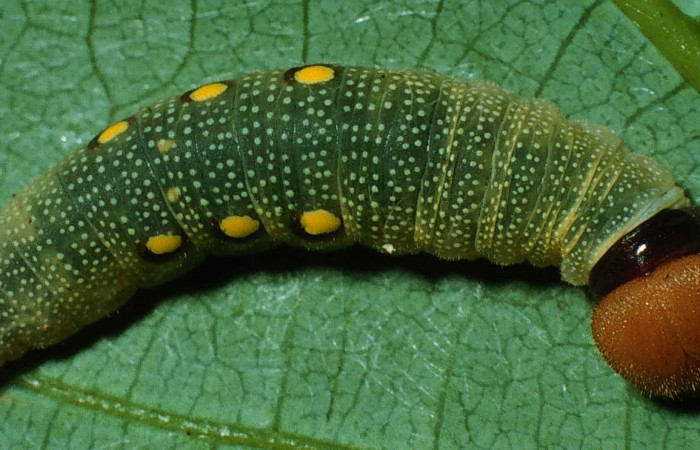 Figura 9. Cabeza <i>Venada cacao</i></i>, (Hesperiidae), en la planta <i>Persea americana</i></i> (introducido), (Lauraceae). .Sector Cacao, Sendero Derrumbe, (elevación 1220 metros). Colectada 26 abril 1999. (99-SRNP-552-DHJ50171.jpg).