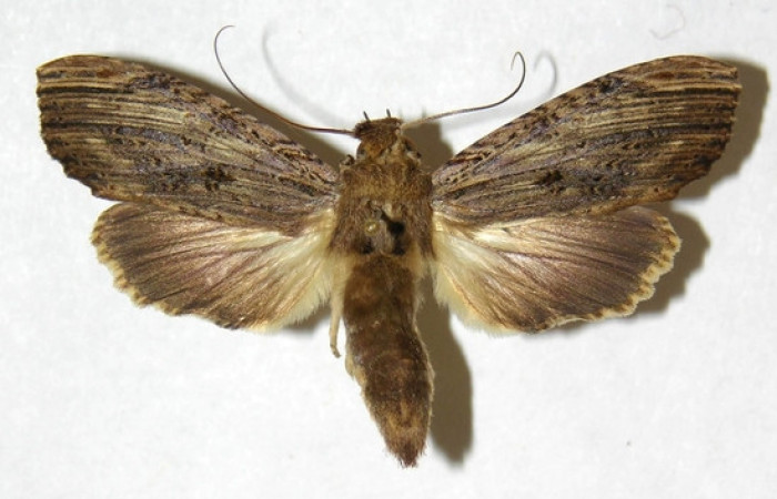 Figura 16. Adulto de <i>Nystalea inchoans</i></i> familia (Notodontidae),: En posición dorsal. Voucher, 00-SRNP-1976-DHJ311152.