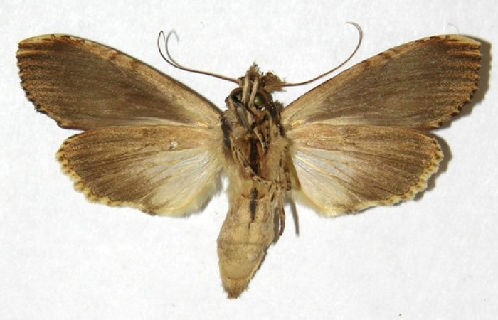 Figura 17. Adulto de <i>Nystalea inchoans</i></i> familia (Notodontidae),: En posición ventral. Voucher, 00-SRNP-1976-DHJ311153.