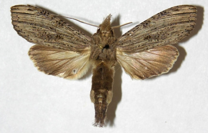 Figura 18. Adulto de <i>Nystalea inchoans</i></i> familia (Notodontidae),: En posición dorsal. Voucher, 02-SRNP-41-DHJ311306.