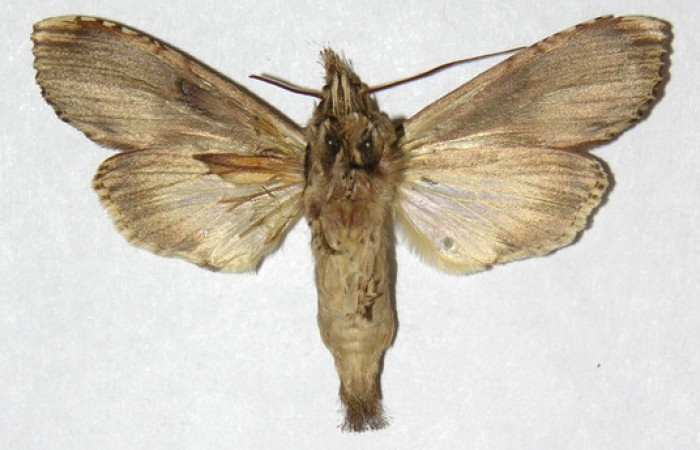 Figura 19. Adulto de <i>Nystalea inchoans</i></i> familia (Notodontidae). En posición ventral. Voucher, 02-SRNP-41-DHJ311307.