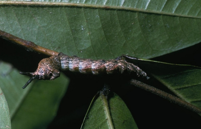 Figura 2. <i>Nystalea inchoans</i></i> familia (Notodontidae): En posición dorsal, PU estadio. Voucher, 04- SRNP-17-DHJ81367.