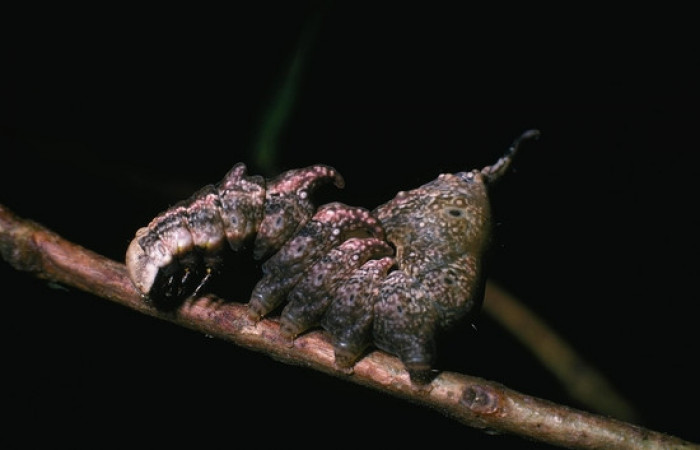 Figura 3. <i>Nystalea inchoans</i></i> familia (Notodontidae): En posición lateral, PU estadio. Voucher, 04- SRNP-17-DHJ81373.