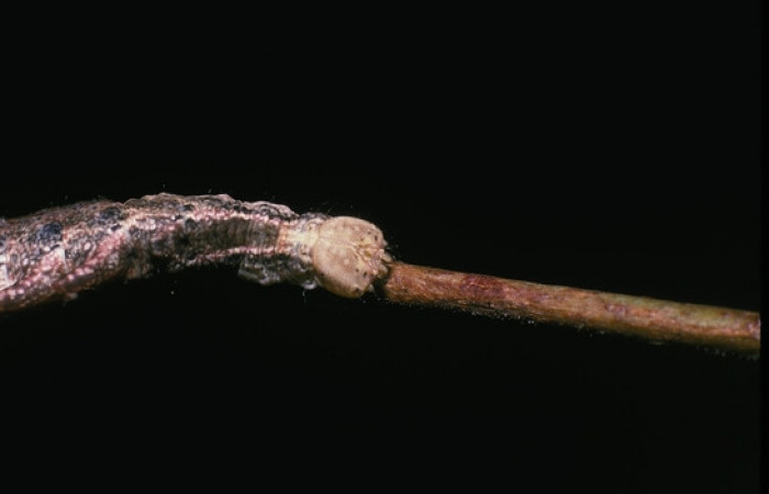 Figura 4. <i>Nystalea inchoans</i></i> familia (Notodontidae): En posición dorsal mostrando cabeza, PU estadio. Voucher, 04-SRNP-17-DHJ81380.