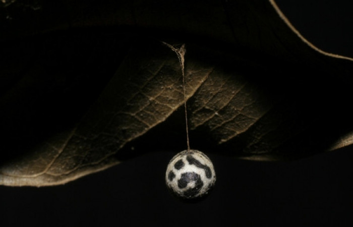 Figura 11. Capullo de <i>Charops</i></i> GauldF1 famila (Ichneumonidae), parásito en <i>Nystalea inchoans</i></i> Voucher 06-SRNP-6583-DHJ424663.