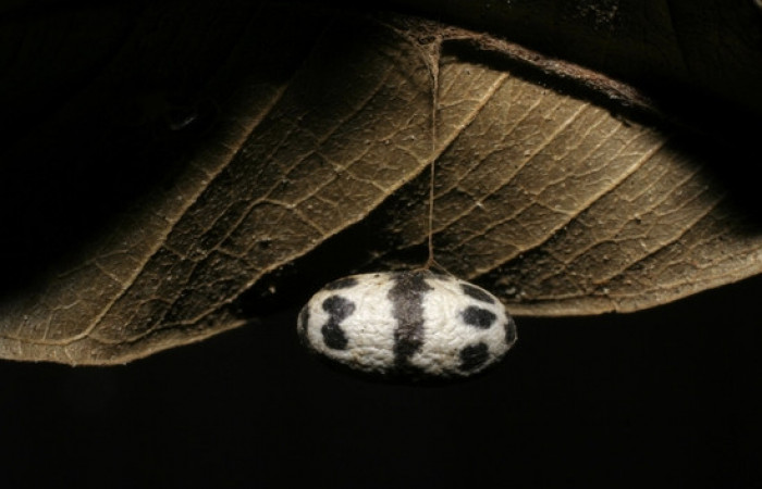 Figura 12. Pupario de <i>Charops</i></i> GauldF1 famila (Ichneumonidae), parásito en <i>Nystalea inchoans</i></i> Voucher, 06-SRNP-6583-DHJ424664.