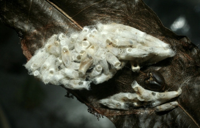 Figura 13. Capullos eclosionados de <i>Hypomicrogaster</i></i> OVRGDHJ03 de la familia (Braconidae), parásitos en <i>Nystalea inchoans</i></i> familia (Notodontidae). Voucher 07-SRNP-1566-DHJ452641.