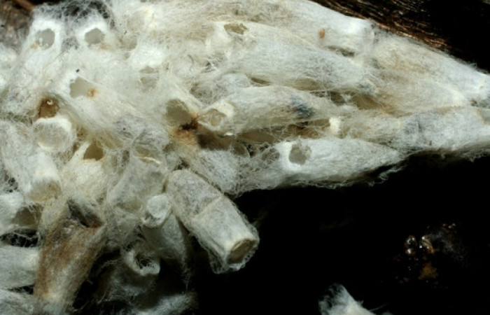 Figura 14. Capullos eclosionados de <i>Hypomicrogaster</i></i> OVRGDHJ03 de la familia (Braconidae), parásitos en <i>Nystalea inchoans</i></i> familia (Notodontidae). Voucher 07-SRNP-1566-DHJ452643.